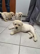 Country Vet